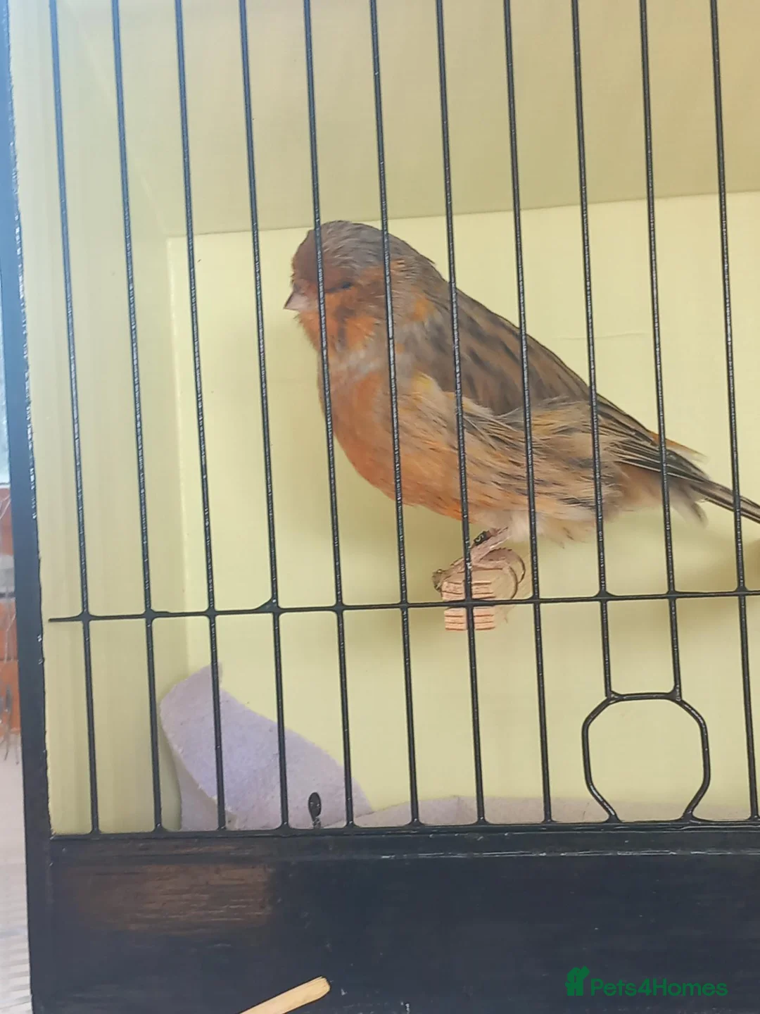 Canaries birds for sale: Canaries - Advert 1