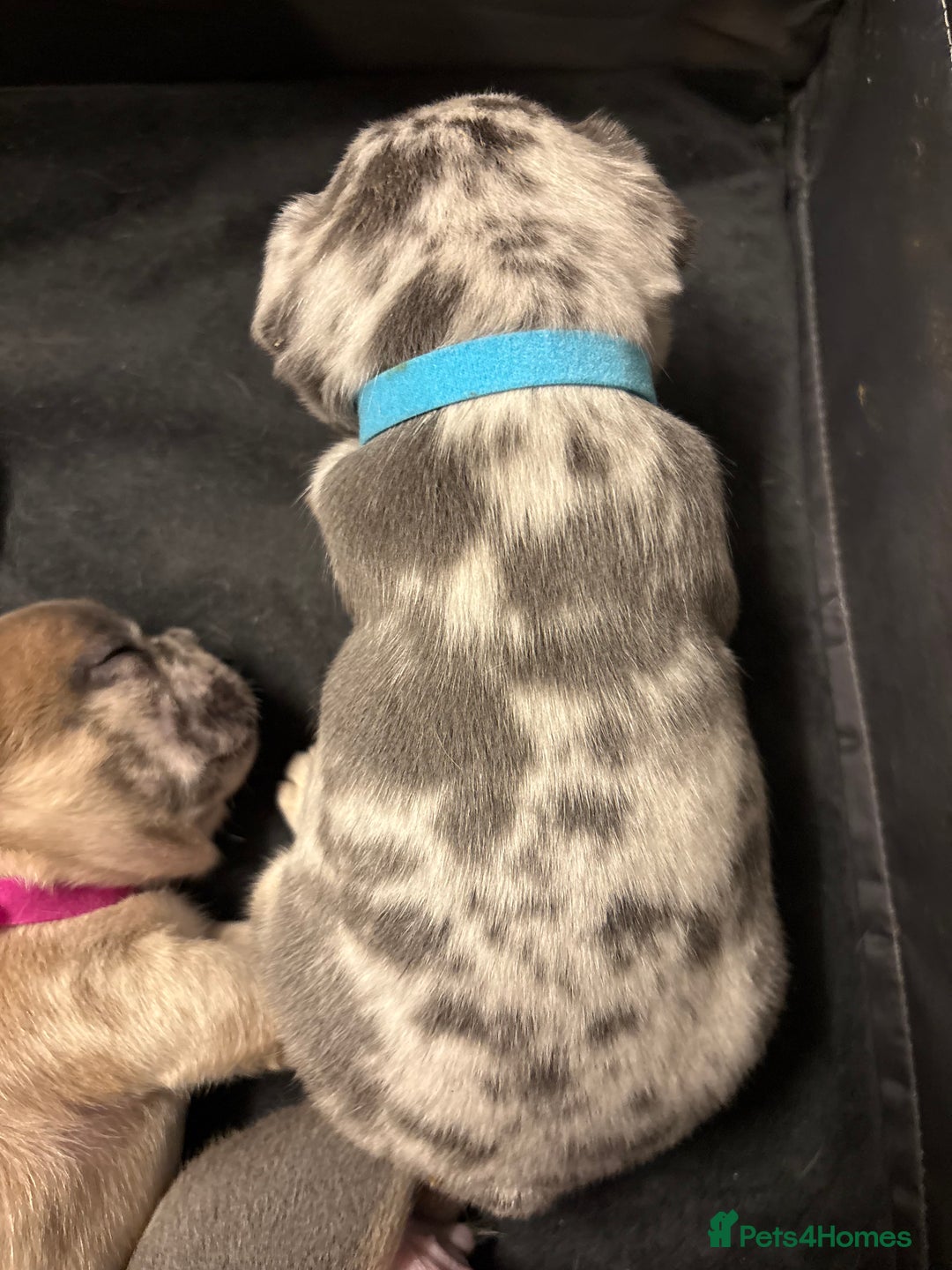 French Bulldog dogs for sale: FRENCH-BULLDOG LITTER  - Advert 29