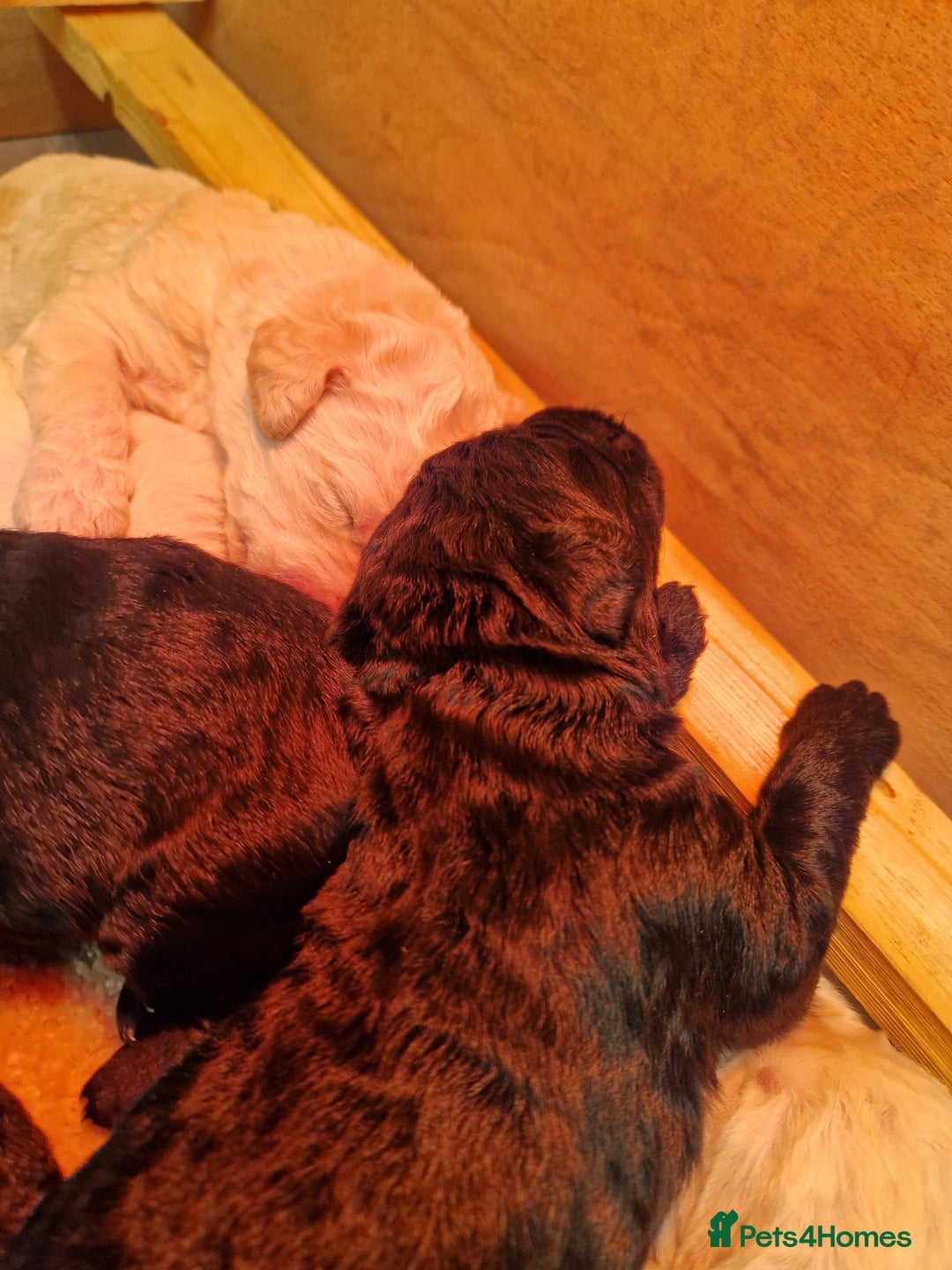 Goldendoodle dogs for sale: Quality goldendoodle puppies  - Image 7