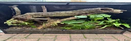 Gecko reptiles for sale: Madagascan Giant Day Gecko Female Trio - Advert 6