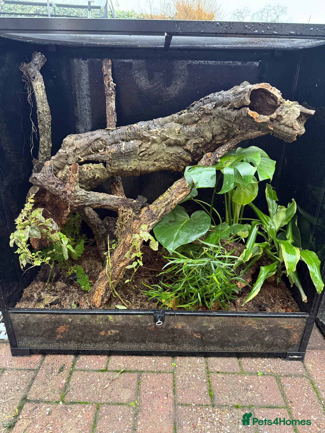 Gecko reptiles for sale: Madagascan Giant Day Gecko Female Trio - Advert 6