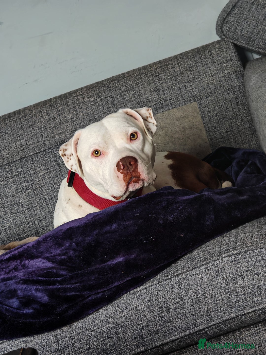 Mixed Breed dogs for sale: Bruce (3 year old male)  - Image 2