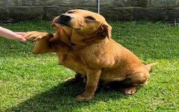 Labrador Retriever dogs for sale: BEAUTIFUL LABRADOR PUPPYS READY NOW - Image 4