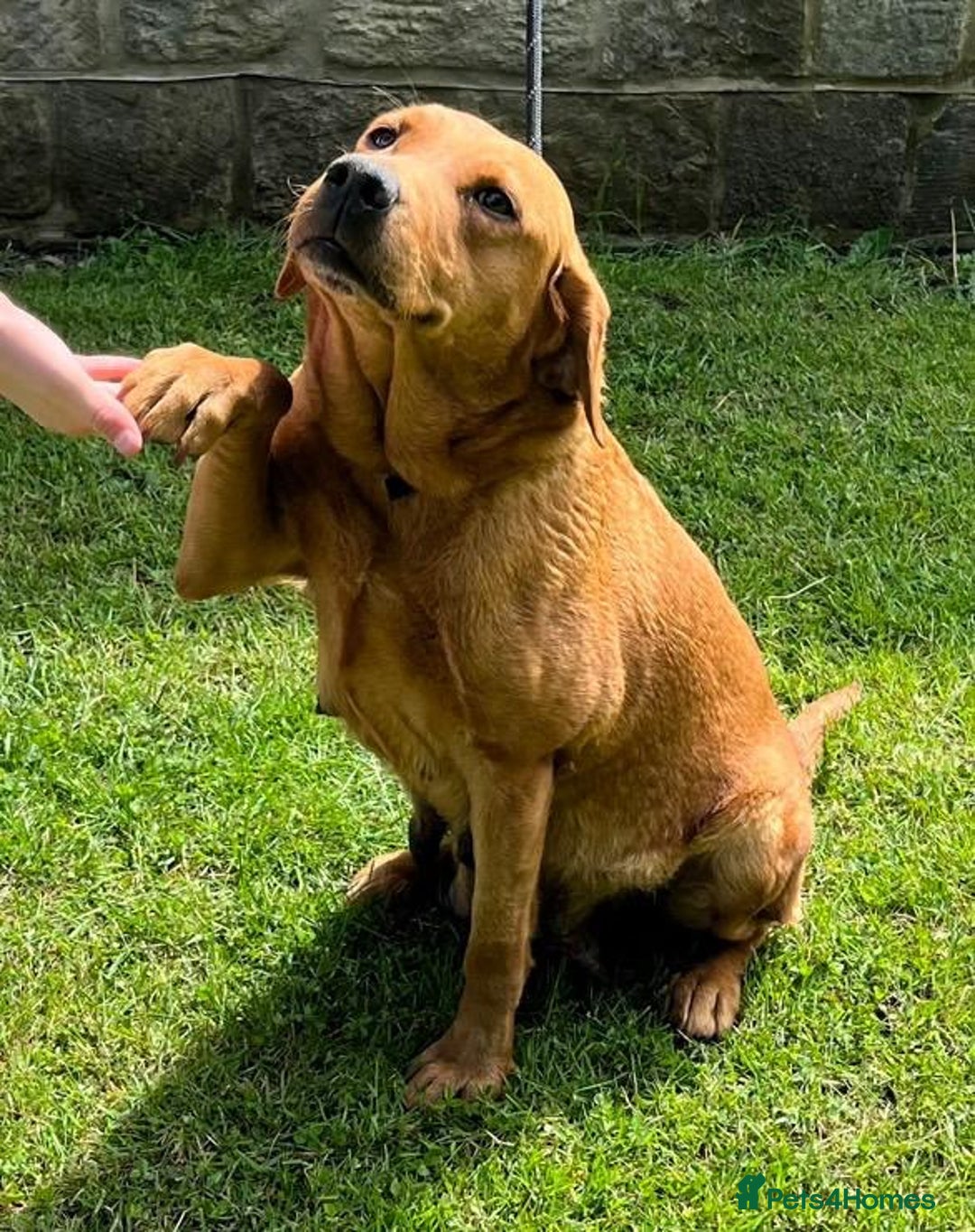 Labrador Retriever dogs for sale: BEAUTIFUL LABRADOR PUPPYS READY NOW - Image 4