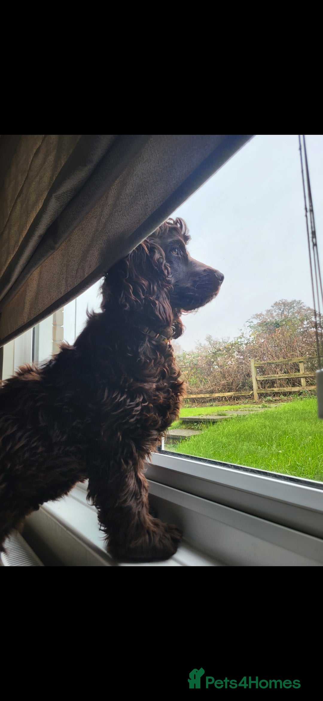 Cocker Spaniel dogs for sale: Cocker spainel  - Advert 2