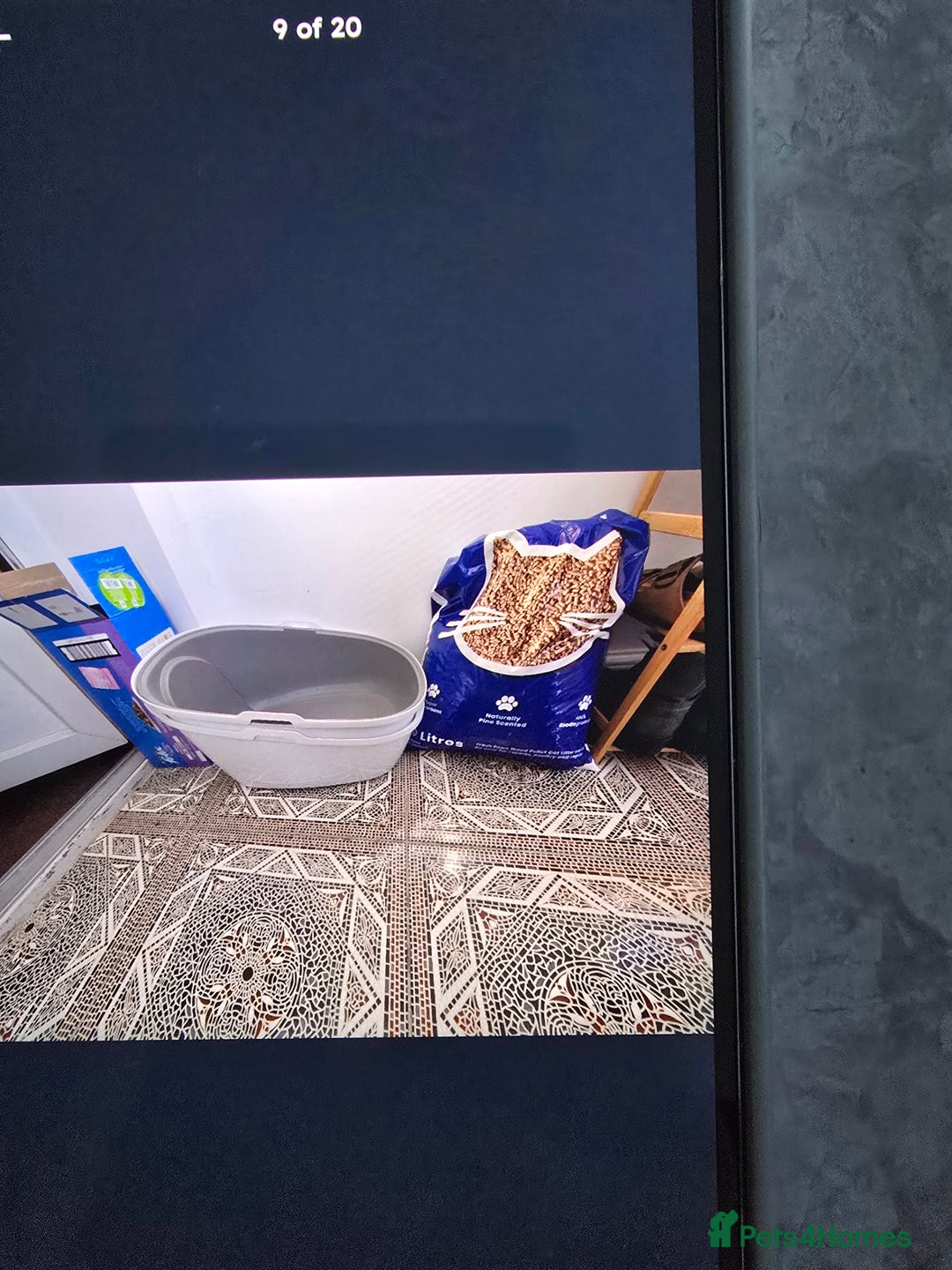 Mixed Breed cats for sale: Ginger kittens - Advert 9