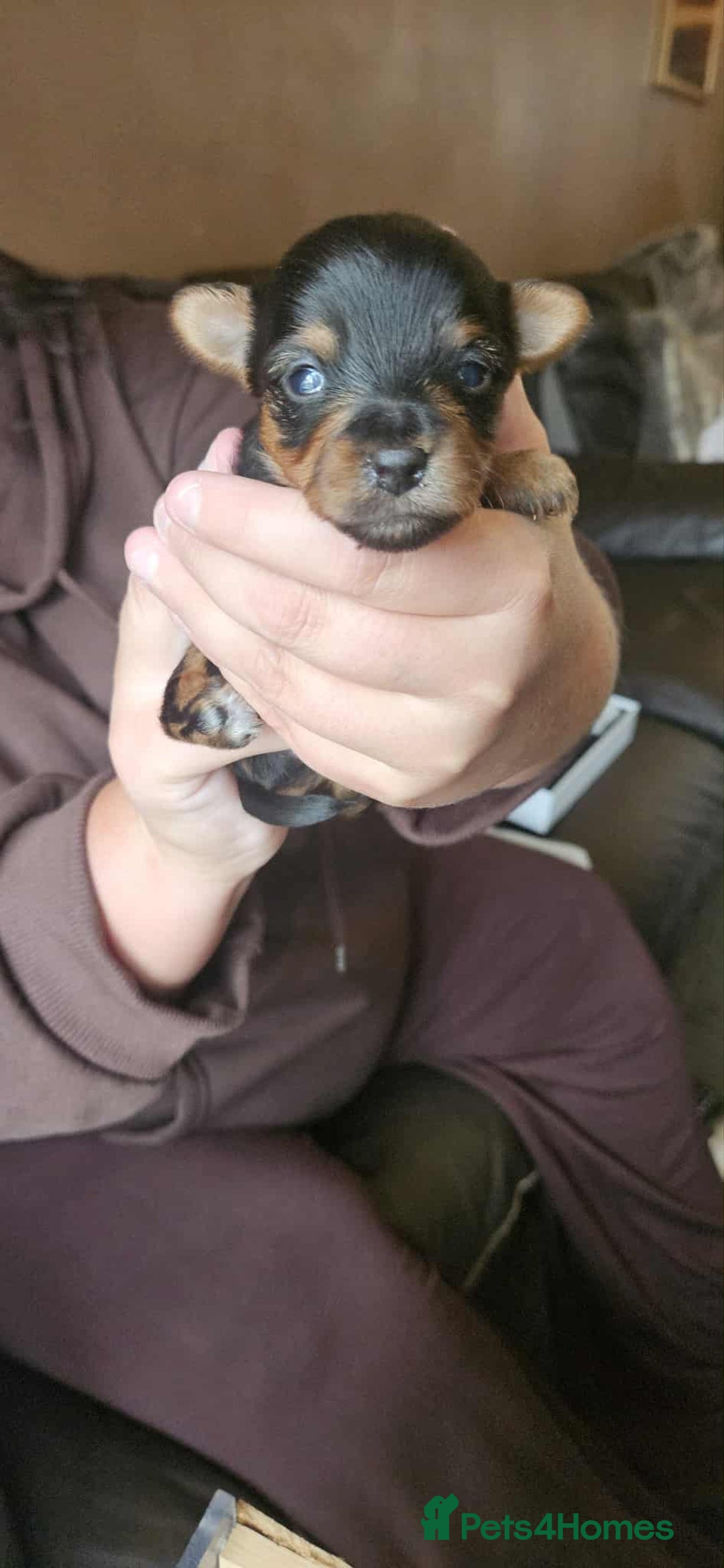 Yorkshire Terrier dogs for sale: 7 miniature Yorkshire terrier puppies - Image 2
