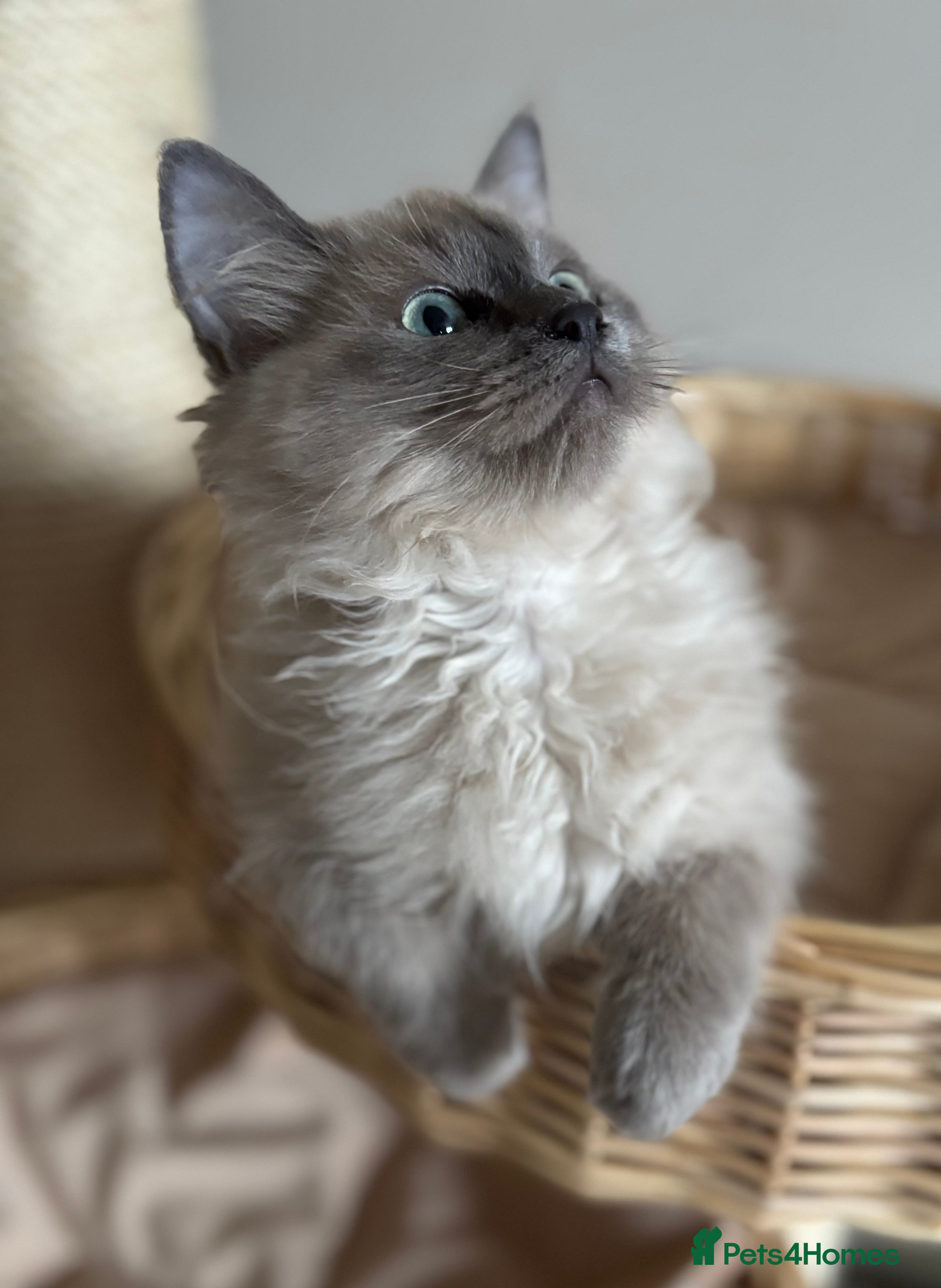 Ragdoll cats Beautiful blue mink colourpoint boy tica reg - Advert 9
