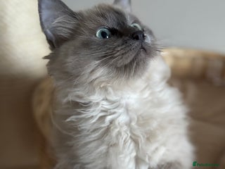 Ragdoll cats Beautiful blue mink colourpoint boy tica reg - Advert 1
