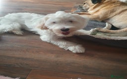 Chinese Crested dogs for sale:  KC REGISTERED AND FULLY VACCINATED BABY BOY  in Swindon - Image 5
