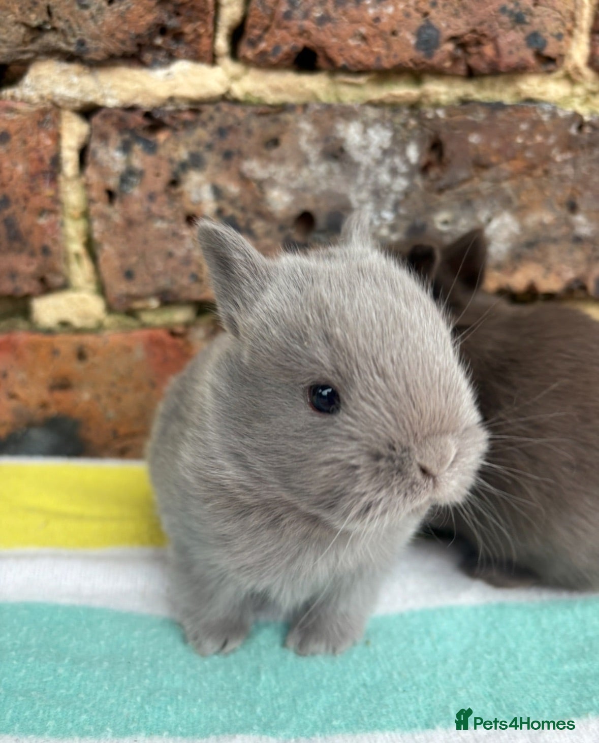 Netherland Dwarf rabbits Friendly Netherland Dwarf bunnies - Advert 6