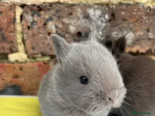 Netherland Dwarf rabbits Friendly Netherland Dwarf bunnies - Advert 6