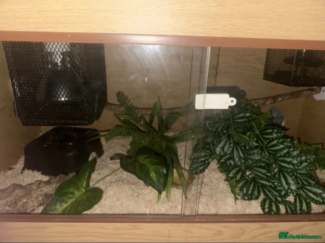 Corn Snake reptiles for sale: Corn snake ultramel with vivarium tank and content - Advert 2