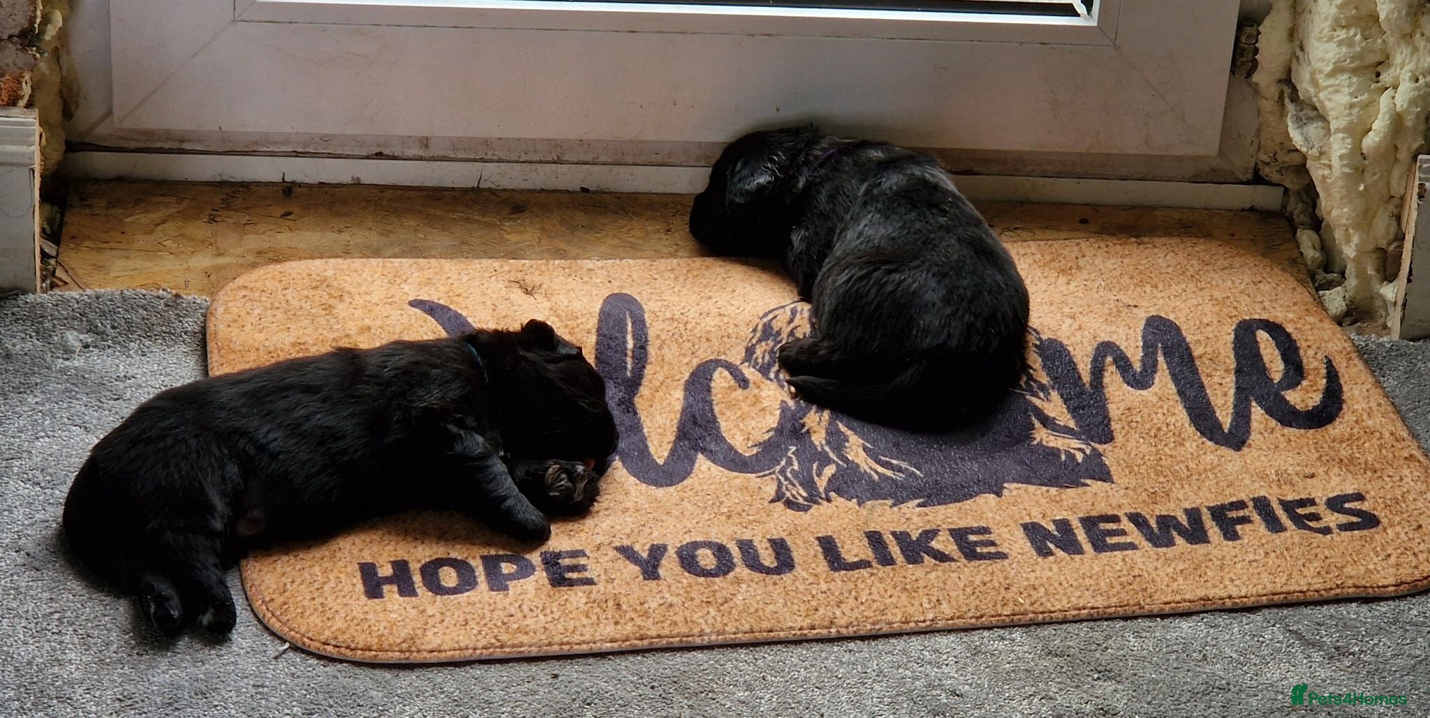 Newfoundland dogs KC Registered Black Newfoundland Puppies  - Advert 2