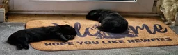 Newfoundland dogs for sale: KC Registered Black Newfoundland Puppies  in Moffat - Advert 14