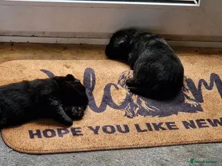 Newfoundland dogs KC Registered Black Newfoundland Puppies - Advert 2