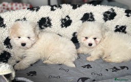 Coton De Tulear dogs for sale: Coton de tulear male pups  - Image 1
