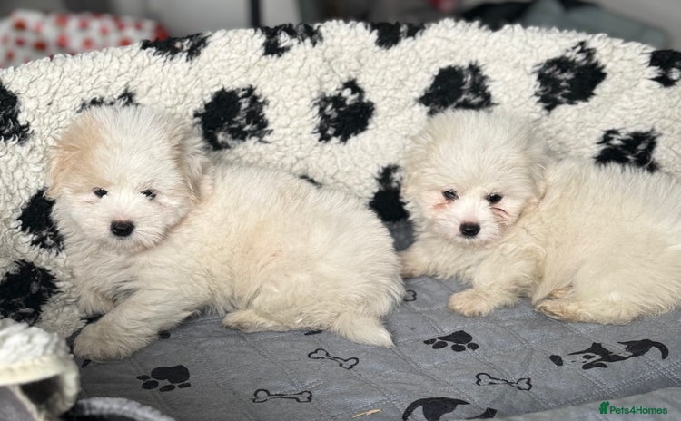 Coton De Tulear dogs - Advert 15