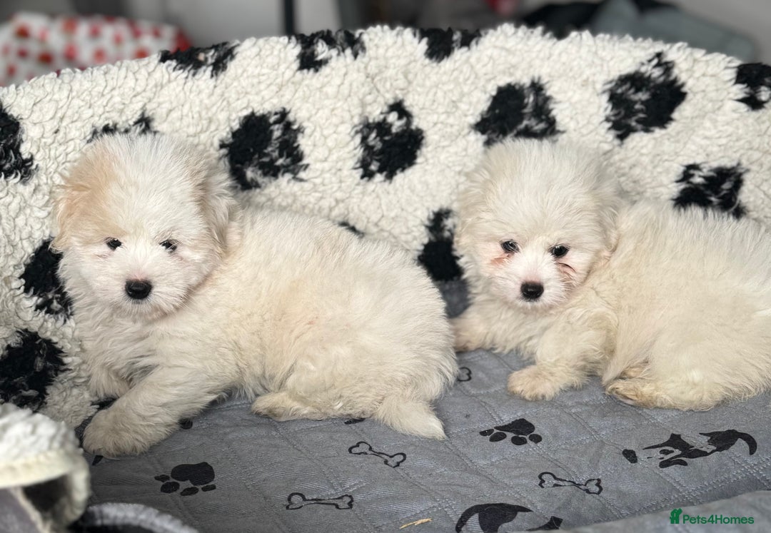 Coton De Tulear dogs for sale: Coton de tulear male pups  - Image 1