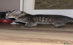 Mixed Breed cats for sale: 6 beautiful kittens  - Image 4