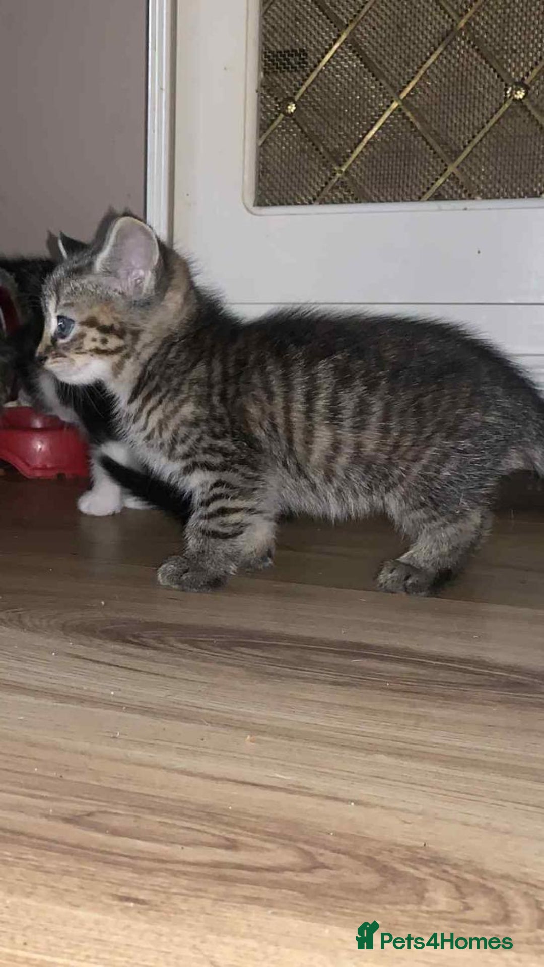 Mixed Breed cats for sale: 6 beautiful kittens  - Image 4