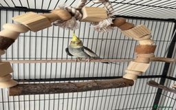 Cockatiels birds for sale: 1 cockatiel plus cage for sale  - Image 3