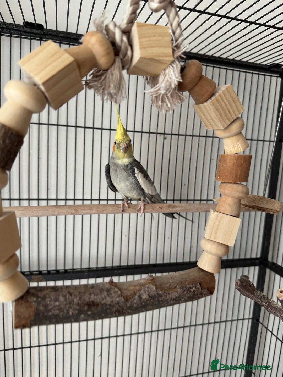 Cockatiels birds for sale: 1 cockatiel plus cage for sale  - Image 3