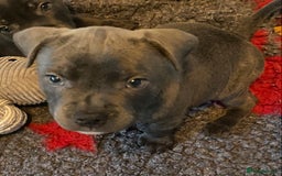 Staffordshire Bull Terrier dogs for sale: 🐾Reduced♥️World Famous Samtan Dozer & C in Swansea - Image 5