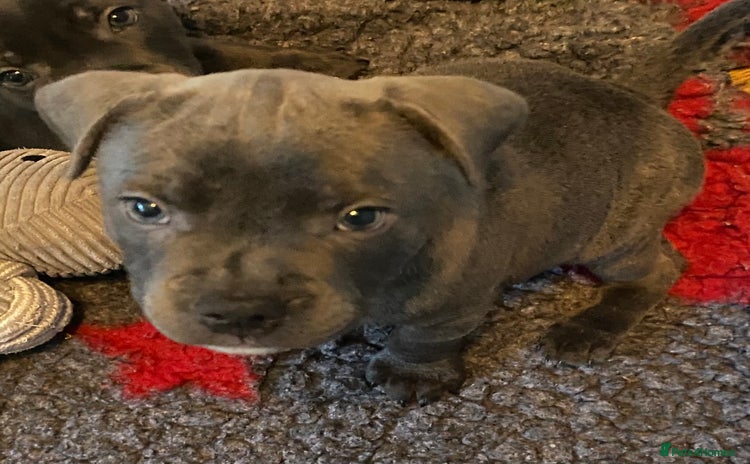 Staffordshire Bull Terrier dogs in Swansea - Advert 2