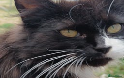 British Shorthair cats for sale:  Cute kittens for sale for £100 - Image 2