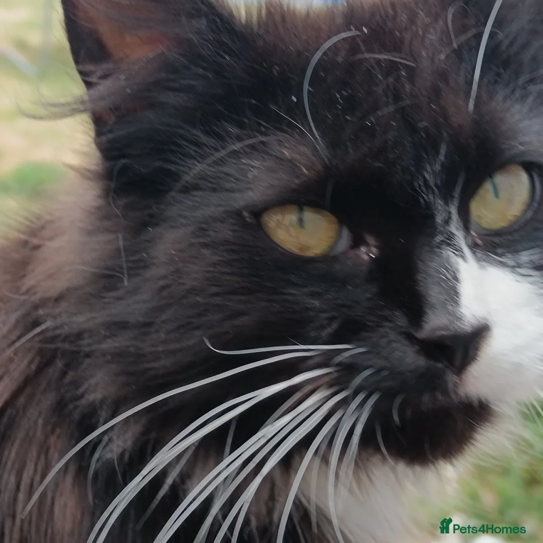 British Shorthair cats for sale:  Cute kittens for sale for £75 - Advert 2