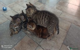 British Shorthair cats for sale: Beautiful tabby kittens - Image 18