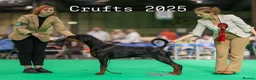 Dobermann dogs for sale: Kennel Club & Health Tested Dobermann Puppies  in Chorley - Advert 4