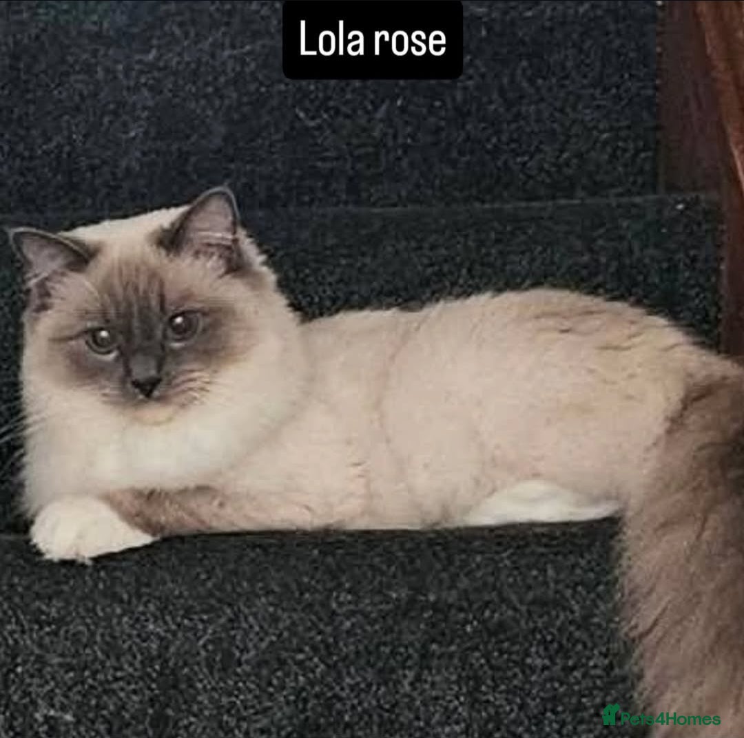 Ragdoll cats Lilac tica registered ragdolls - Advert 16