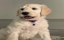 Goldendoodle dogs for sale: Stunning Goldendoodle puppies - Image 14