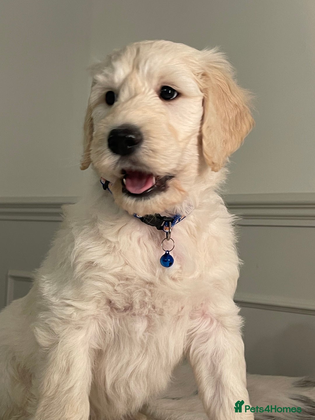 Goldendoodle dogs for sale: Stunning Goldendoodle puppies - Image 14