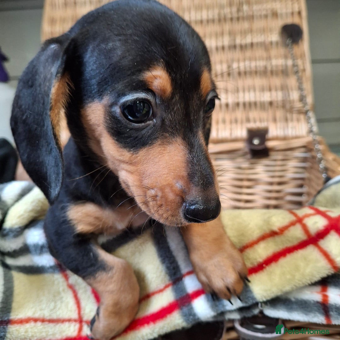 Miniature Dachshund dogs for sale: Miniature dachshund  - Image 5