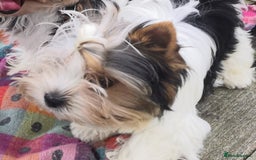 Biewer Terrier dogs for sale: Gorgeous Biewer Terrier puppies  - Image 3