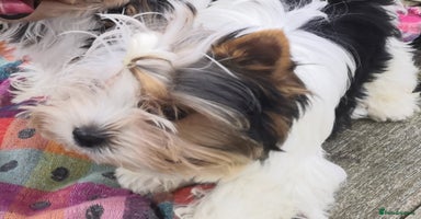 Biewer Terrier dogs - Advert 2