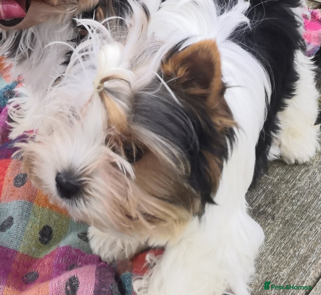 Biewer Terrier dogs for sale: Gorgeous Biewer Terrier puppies  - Image 3