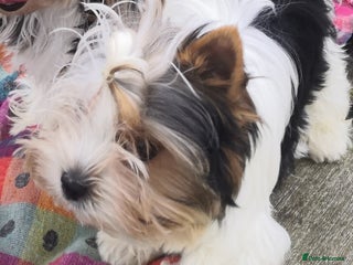 Biewer Terrier dogs - Advert 24