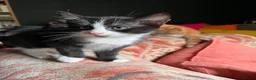 Mixed Breed cats for sale: Four varied mixed breed kittens - Advert 23