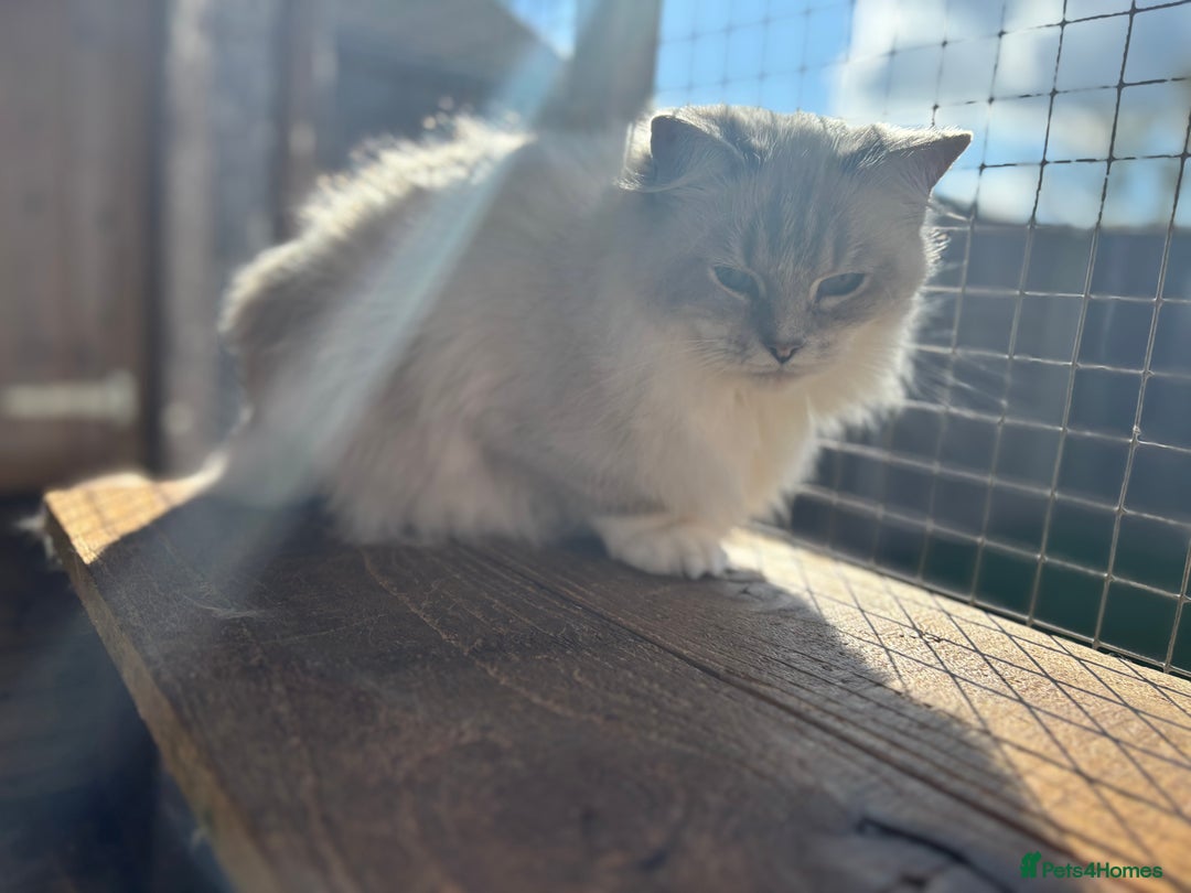 Ragdoll cats for sale: Available gccf registered tabby mitted girl  - Image 2