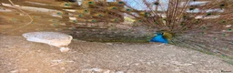 Peafowl poultry for sale:  peacock peafowl Hatching eggs - Advert 1