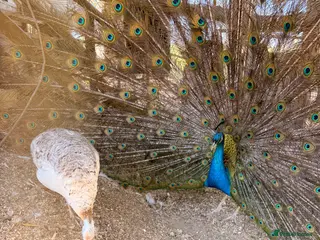 Peafowl poultry 4 peacock peafowl Hatching eggs - Advert 4