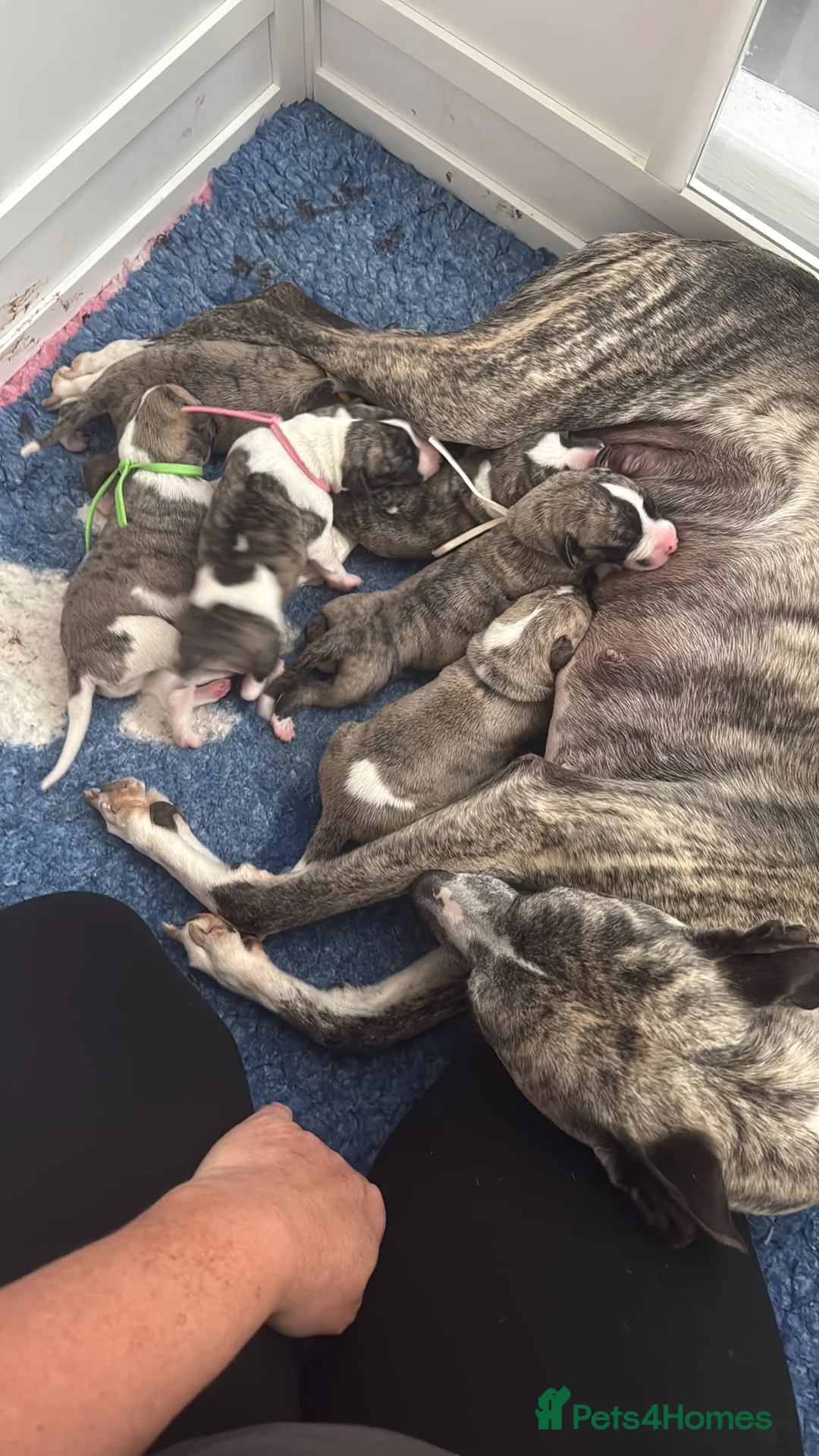 Whippet dogs for sale: Beautiful KC Registered Whippet Puppies - Advert 1