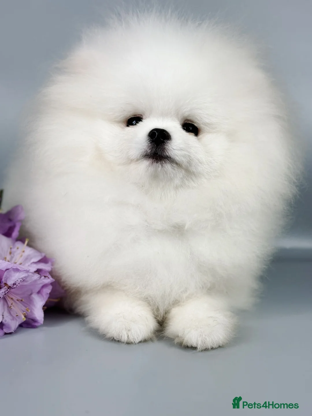 Pomeranian dogs for stud: KC well proven 1,9kg  stud in Surrey !  in Camberley - Advert 2