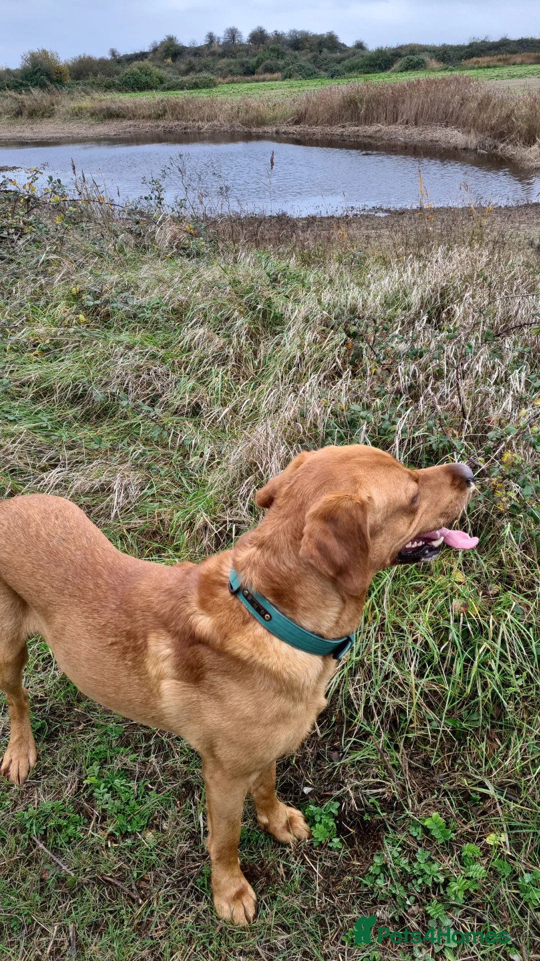 Labrador Retriever dogs for stud: Fox Red Labrador -  STUD ONLY - Advert 3