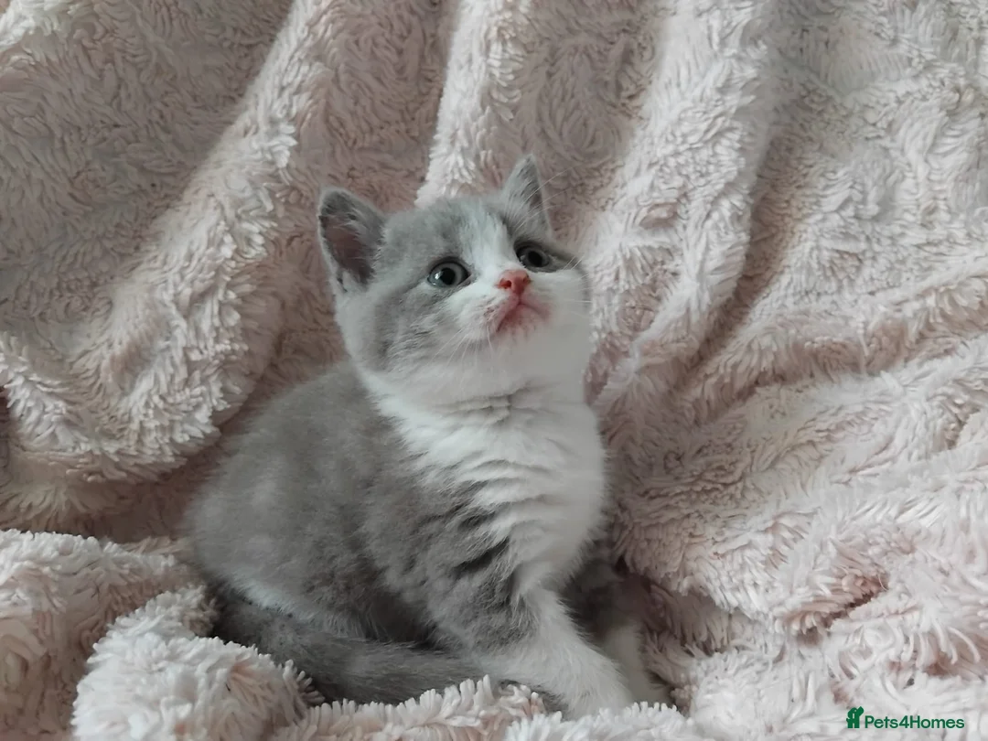 British Shorthair cats for sale:  Lilac & chocolate British Shorthair kittens  - Advert 6