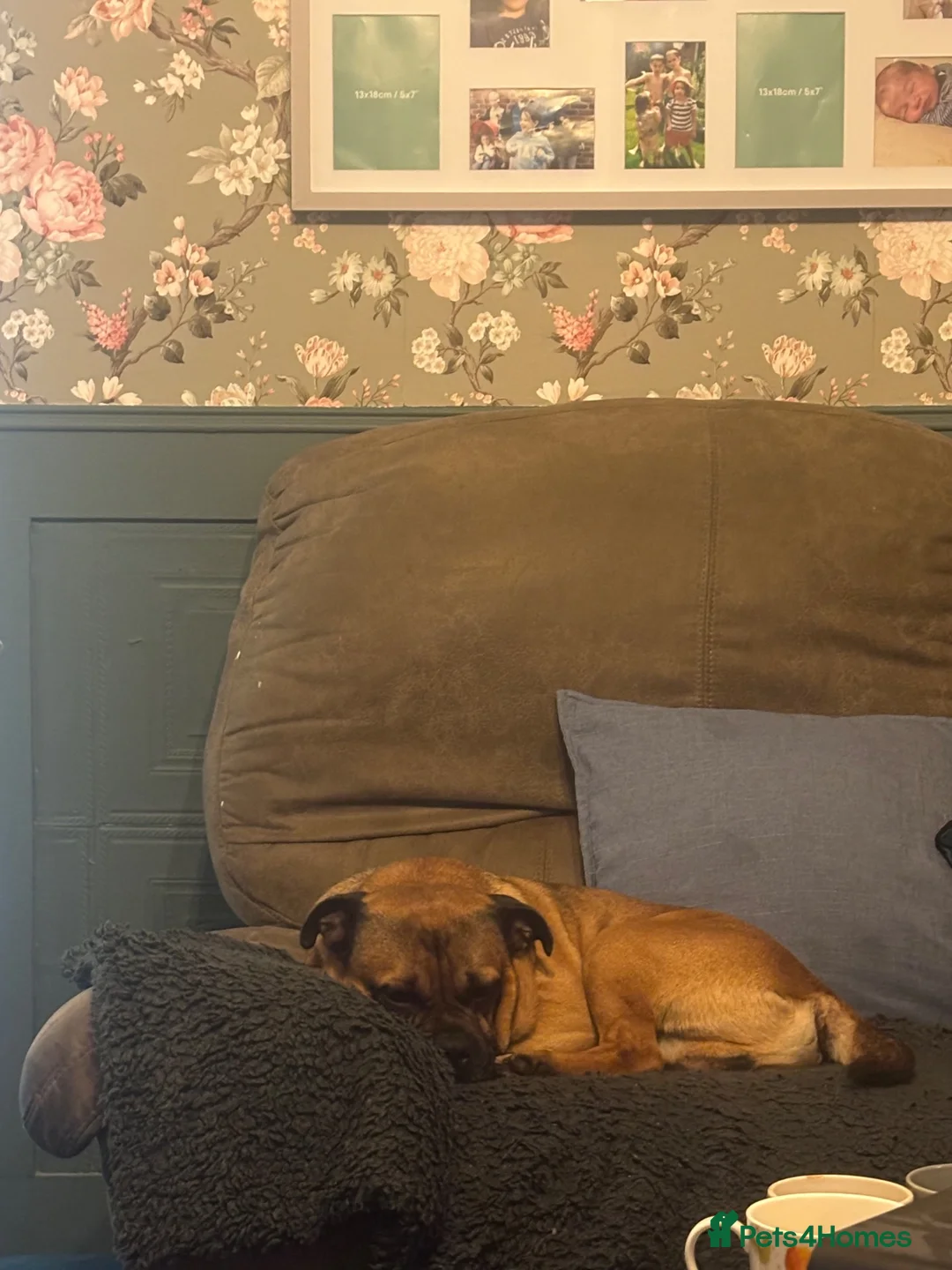 Jug dogs for sale: 5 jug puppies ready for forever families  - Advert 6